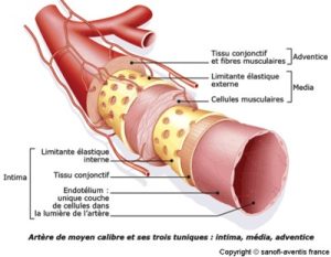 anatomie artere