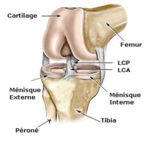 anatomie genou