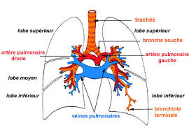 anatomie arbre tracheo broncho pulmonaire vu de face